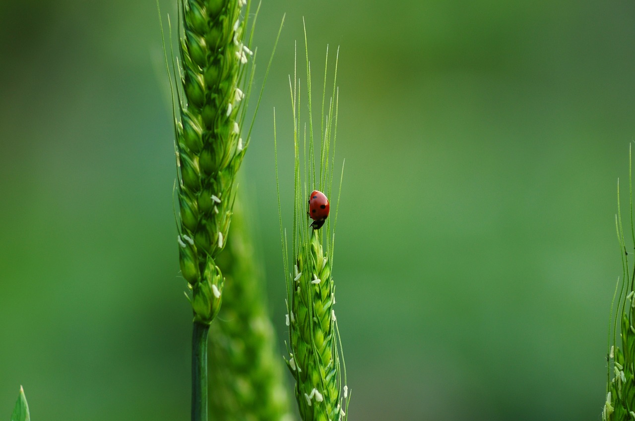 Conserving the Silent Sustainers - The Need for Soil Biodiversity Conservation